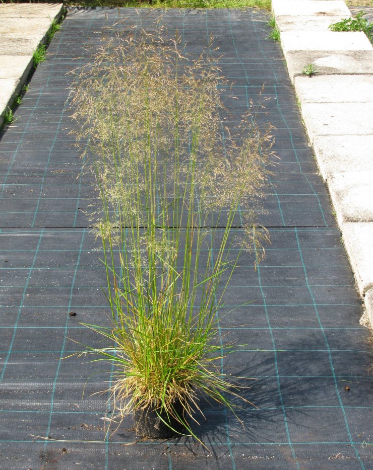 Deschampsia caespitosa 'Pálava'